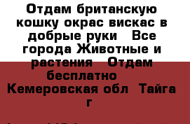 Отдам британскую кошку окрас вискас в добрые руки - Все города Животные и растения » Отдам бесплатно   . Кемеровская обл.,Тайга г.